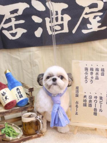 20240606こむぎちゃん